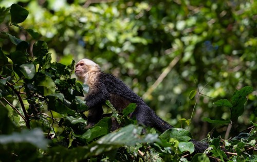 White-headed capuchin (Cebus imitator), walking on a branch between leaves, Tortuguero National