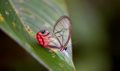 Rusted Clearwing-Satyr or blushing phantom (Cithaerias pireta), sitting on a green leave,