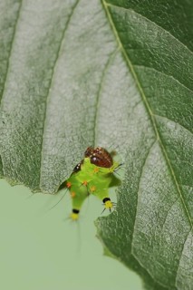 Indian luna moth (Actias selene), caterpillar, captive, occurrence in Asia