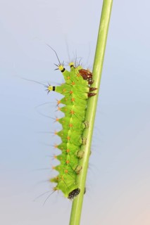 Indian luna moth (Actias selene), caterpillar, captive, occurrence in Asia