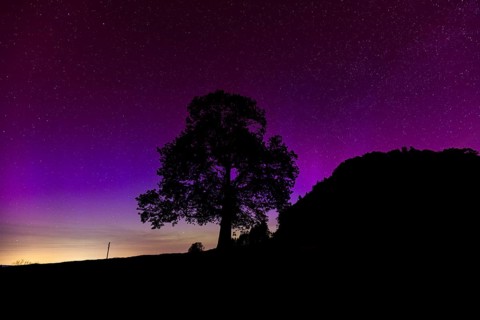 Silhouette of lime tree in front of aurora borealis, northern lights due to solar storm,