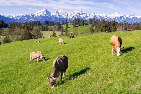 Dairy cows on a pasture, snow-covered mountains, hiking area, forest, trees, Allgaeu Alps, near