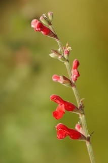 Guava sage (Salvia darcyi, Salvia oresbia), flowers, native to Mexico