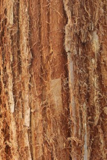 Coast redwood (Sequoia sempervirens), bark detail, native to North America, park tree, North