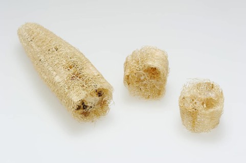 Sponge cucumber (Luffa aegyptiaca, Luffa cylindrica), fibrous interior of the ripe fruit, used as a