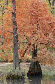 Bald cypress (Taxodium distichum) in autumn, North Rhine-Westphalia, Germany, Europe