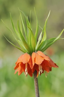 Kaiser's crown (Fritillaria imperialis), flowers, ornamental plant, North Rhine-Westphalia,