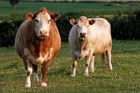 Two cows in the pasture, Netherseal, South Derbyshire, England, Great Britain