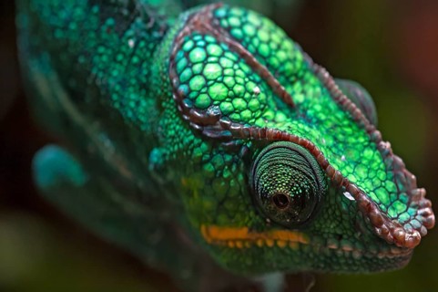 Panther Chameleon, terrarium in the Nuremberg Zoo, Nuremberg, Middle Franconia, Bavaria, Germany,