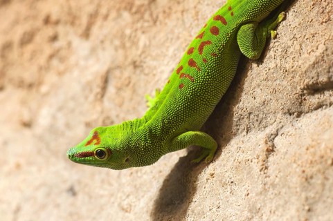 Fiji iguana (Brachylophus fasciatus) in the terrarium, Nuremberg Zoo, Nuremberg, Middle Franconia,