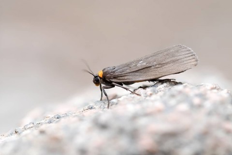 Red-necked footman (Atolmis rubricollis), imago during the day, Harz National Park, Germany, Europe