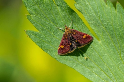 Pyrausta purpuralis (Pyrausta purpuralis), Emsland, Lower Saxony, Germany, Europe