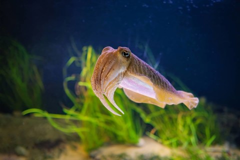 The Common (European) Cuttlefish (Sepia officinalis) underwater in sea, cephalopod, related to