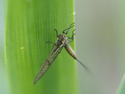 Dragonfly, rats, Styria, Austria, Europe