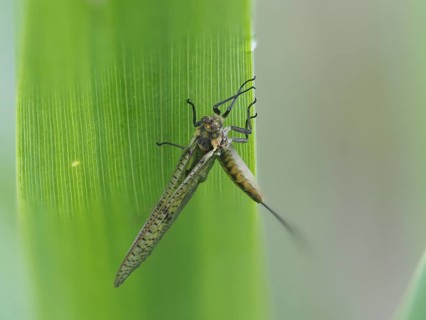 Dragonfly, rats, Styria, Austria, Europe