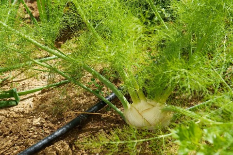 Healthy vegetables growing in garden, young green bulb of fennel plant