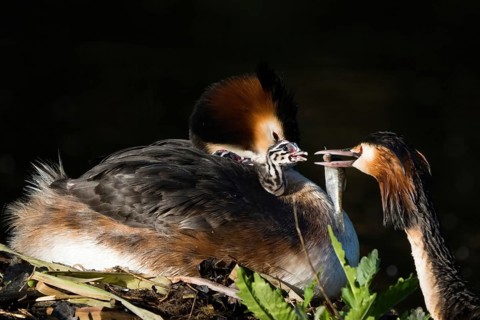 Great Crested Grebe (Podiceps scalloped ribbonfish) on the nest with two chicks, feeding scene,