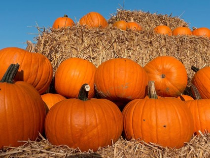 Stack of pumpkins on straw bales with clear blue sky in the background, many orange pumpkins at