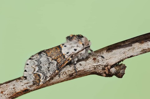Sallow kitten moth (Furcula furcula), North Rhine-Westphalia, Germany, Europe
