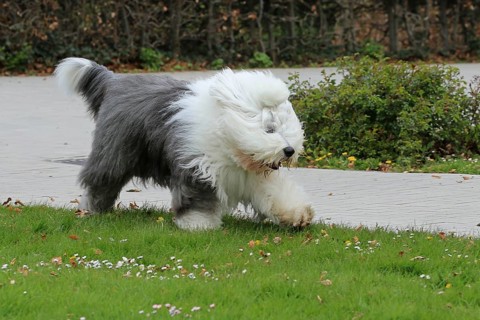 Bobtail, Old English Sheepdog