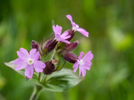 Red campion (Silene dioica), near Irdning, Ennstal, Styria, Austria, Europe