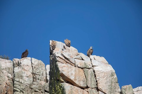 Griffon vulture (Gyps fulvus) and cinereous vulture (Aegypius monachus), Monfraguee National Park,
