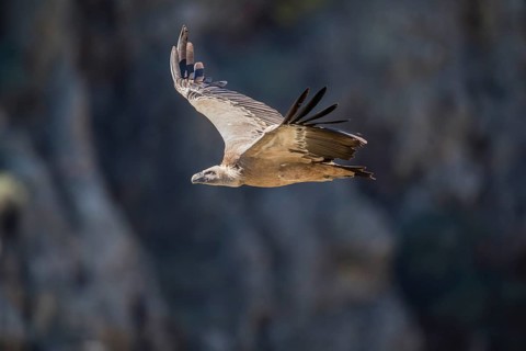 Griffon vulture (Gyps fulvus), Monfraguee National Park, Extremadura, Castilla La Mancha, Spain,