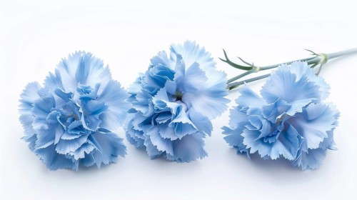 Vibrant blue carnations with detailed petals lying on a flat surface