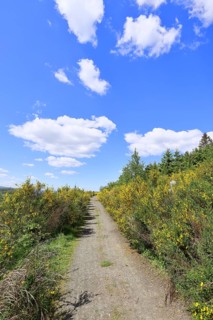 Forest path leads through a forest area destroyed by the bark beetle (Ips typographus) and