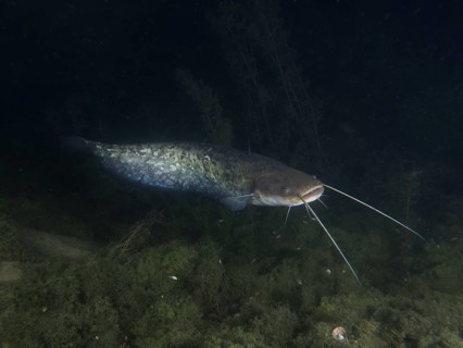 A catfish (Silurus glanis) glides through dark water at night. Dive site Zollbruecke, Rheinau,