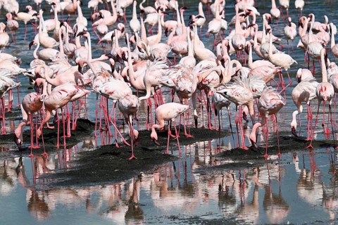 Lesser flamingos (Phoeniconaias minor), Ngorongoro Crater, Ngorongoro Conservation Area, Tanzania,