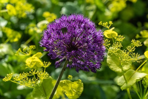 Ornamental leek (Allium aflatuense Purple Splendour) and yellow umbel (Smyrnium perfoliatum),