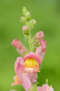 Common snapdragon (Antirrhinum majus), flowers, ornamental plant, North Rhine-Westphalia, Germany,