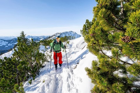 Ski tourers between mountain pines, on the ascent to the Aiplspitz, Mangfall mountains, Bavarian