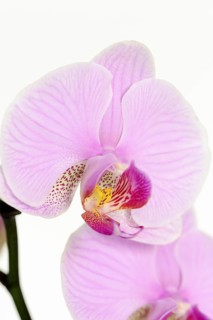 Butterfly orchid (Phalaenopsis), flower, houseplant, North Rhine-Westphalia, Germany, Europe