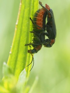 Insects mating, near Bad Mitterndorf, Styria, Austria, Europe