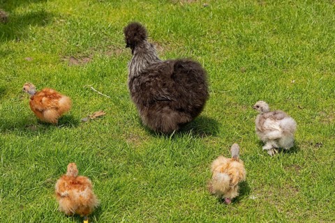 Silkie hen with chicks, Wittorf, Samtgemeinde Bardowick, Lower Saxony, Germany, Europe