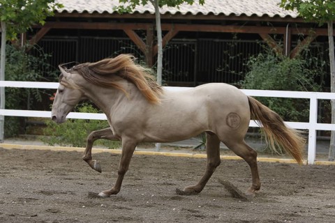 Andalusian, Andalusian horse, Antequerra, Andalusia, Spain, Europe