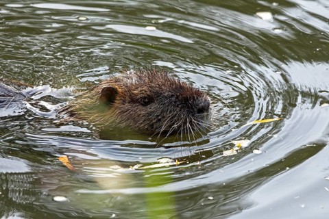 Nutria (Myocastor coypus) swimming, pond, Boizenburg, Mecklenburg-Vorpommern, Germany, Europe