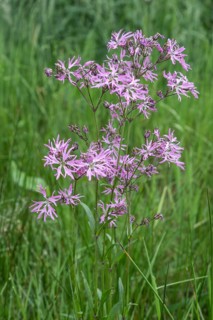 Cuckoo flower (Lychnis flos-cuculi), Emsland, Lower Saxony, Germany, Europe