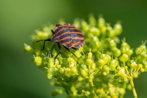 Italian striped bug (Graphosoma lineatum), Emsland, Lower Saxony, Germany, Europe