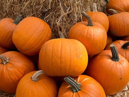 Fresh pumpkins on a pile of straw on an autumn day, many orange pumpkins at harvest time, borken,