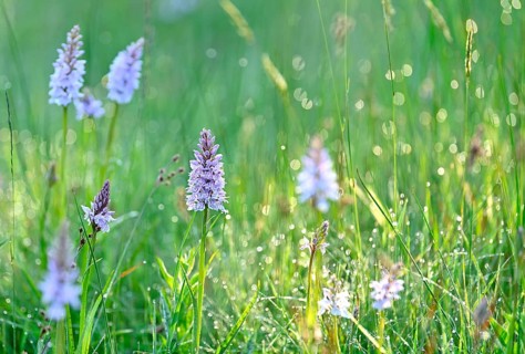 Moorland spotted orchid (Dactylorhiza maculata), flowering wild orchid, Lower Rhine, North