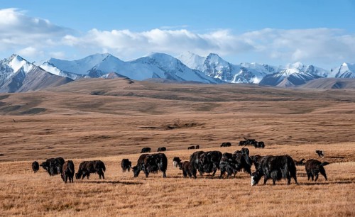 Glaciated and snow-covered mountains, herd of yaks grazing on the plateau in autumnal mountain