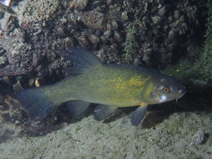 A tench (Tinca tinca) swims alone near the river bottom. Dive site Zollbruecke, Rheinau, Canton