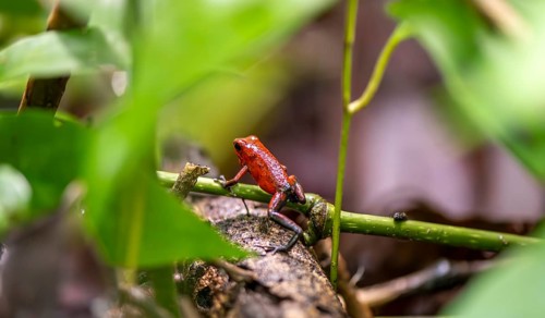 Strawberry poison-dart frog (Dendrobates pumilio) climbing on a branch, Tortuguero National Park,