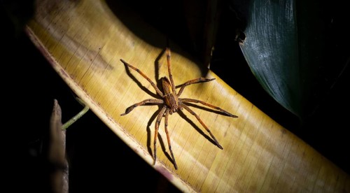 Red-legged comb spider or red-legged banana spider (Cupiennius cf. coccineus) sitting on a dry leaf