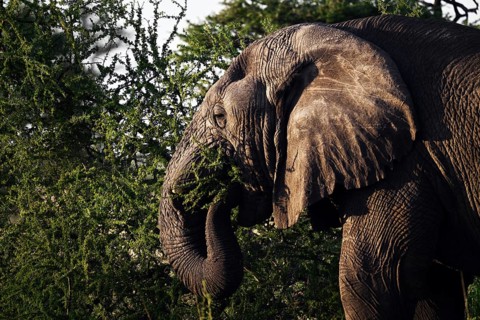 African elephant (Loxodonta africana) feeding on acacia branches, Serengeti National Park,