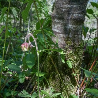 A flower leans towards a moss-covered tree in the forest. water avens (Geum Rivale) on the shore of