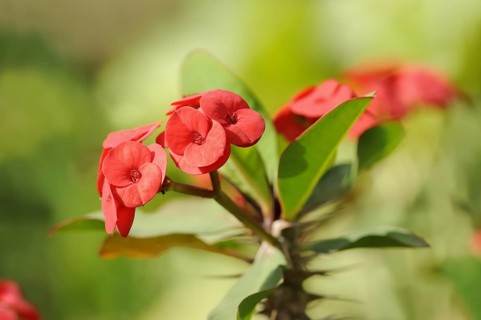 Crown of thorns (Euphorbia milii), flowers, native to Madagascar, ornamental plant, North